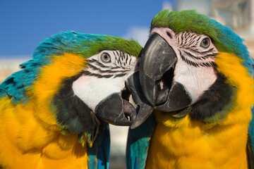 blue and yellow macaw