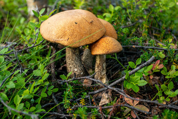 Tundra surface and mushrooms in summer. Mushrooms growing under a birch with red hats. Subpolar Urals.