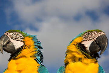 blue and yellow macaw