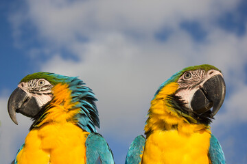 blue and yellow macaw