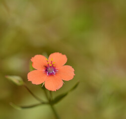 Petite fleur rouge