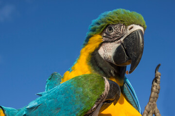 blue and gold macaw