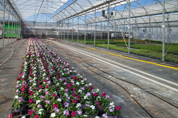 Obraz premium Fleurs en pots sous une serre en attente d'expédition