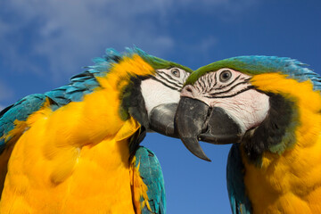 blue and yellow macaw