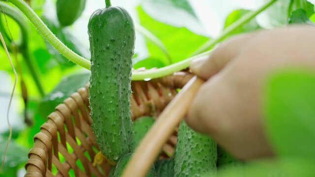 Man's hand cuts a green cucumber with scissors in a greenhouse