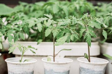 Tomato seedlings ready for plantation. Organic agriculture, farming