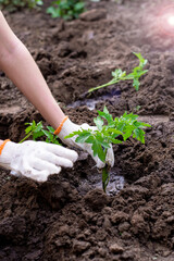 garden work with organic