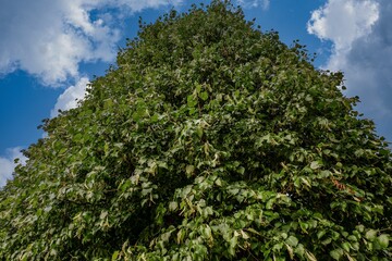 Der Park von Scbloß 