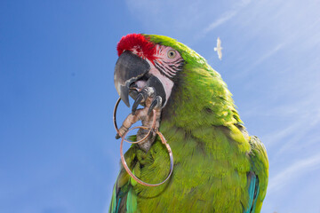 blue and yellow macaw