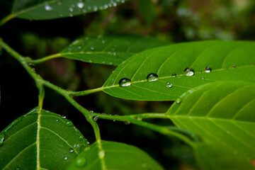 top view of rain water drops isolated on custard apple leaves