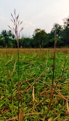 Grassy field.