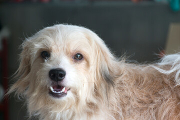 A small breed of dog with soft, light brown hair that is taken only at the head.