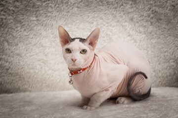Bald Sphynx cat on a sofa