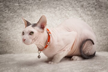 Bald Sphynx cat on a sofa