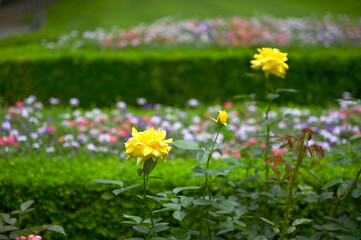 旧古河庭園で咲く黄色のバラの花　ランドラ