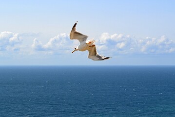 Fototapeta na wymiar A sea bird soaring over the sea 