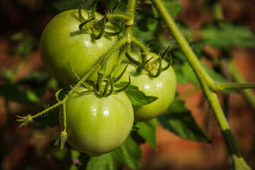 Green tomatoes ripening on the vine in the garden