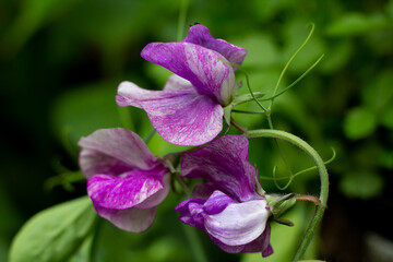  Lathyrus odoratus, edelwicke, wunderbar duftende gartenblume die klettert , in lila und weiß gemustert.