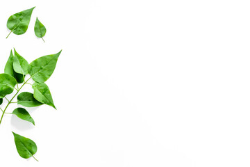 Pattern of green tree leaves, nature background. Overhead view, flat lay