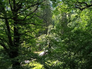 Fototapeta na wymiar trees in the forest - Parco della Burcina Biella Italy