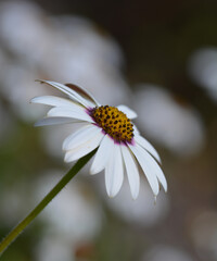 Petite fleur blanche