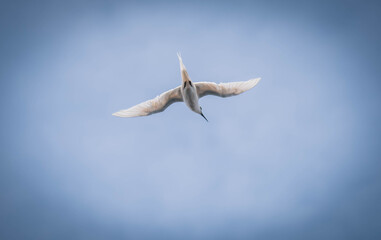 
Seagulls hovering over the sea looking for food in the sea