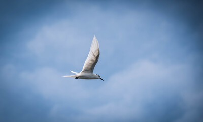 
Seagulls hovering over the sea looking for food in the sea