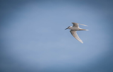
Seagulls hovering over the sea looking for food in the sea