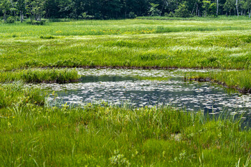 初夏の尾瀬