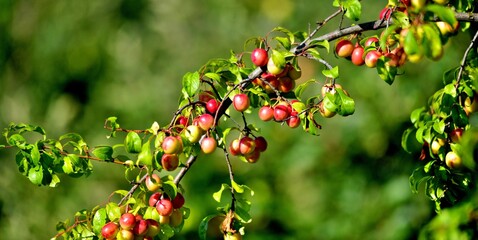 organic ripe plums on the tree