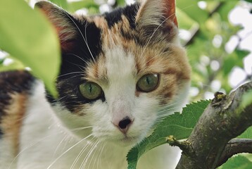 Katze auf dem Baum
