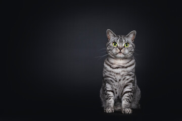 Fototapeta na wymiar Handsome adult silver spotted British Shorthair cat, sitting up. Looking straigth to lens with green eyes. Isolated on black background.