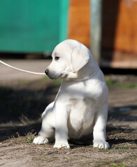 a yellow labrador in the park