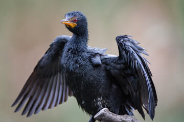 Crowned cormorant (Phalacrocorax coronatus)