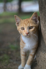 Fototapeta premium Cute little street kitten