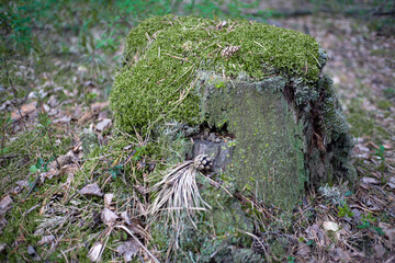 Old tree stump in woodland, covered with green moss and grass. 
