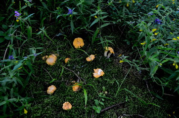 Wild yellow delicacy chanterelle mushrooms in the forest. Yellow Chanterelles, Cantharellus cibarius