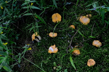 Wild yellow delicacy chanterelle mushrooms in the forest. Yellow Chanterelles, Cantharellus cibarius