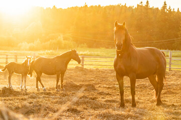 Grazing a herd of horses in a paddock