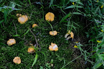 Wild yellow delicacy chanterelle mushrooms in the forest. Yellow Chanterelles, Cantharellus cibarius