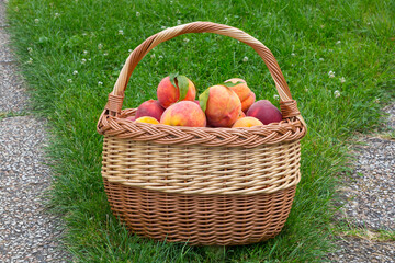 Ripe red domestic peach friuts in the basket on the green grass.