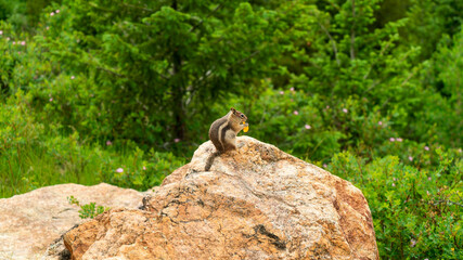 Chipmunk Eating On Rock