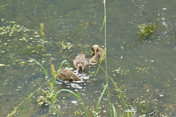 ducks on the lake