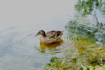 duck on the lake