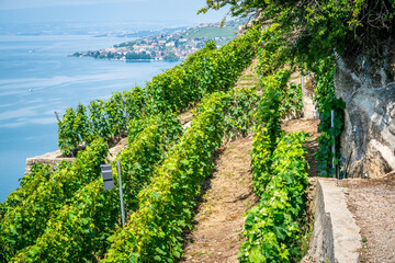 Fototapeta na wymiar View of steep Lavaux terraced vineyards over Geneva lake in Dezaley Lavaux Switzerland