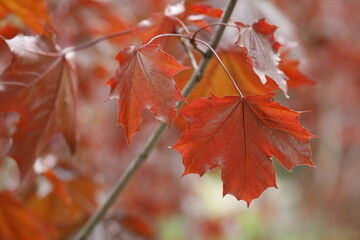 Acer platanoides "Crimson King". Spring color of a maple leaf close-up. 