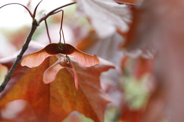Acer platanoides "Crimson King". Spring color of the maple impeller close-up.