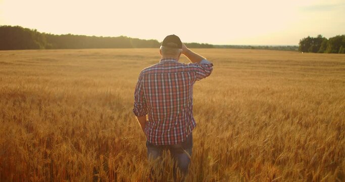 View from the back, an elderly male farmer in a field of wheat looks into the sunset. Farmer in the field of rye view from behind
