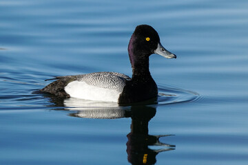 Lesser-Scaup Drake