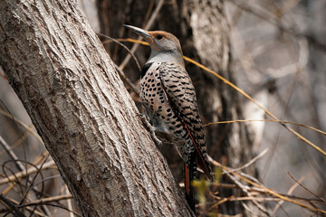 Northern Flicker